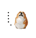 コーギー！！！（個別スタンプ：9）
