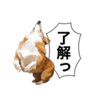 コーギー！！！（個別スタンプ：10）