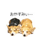 コーギー！！！（個別スタンプ：11）