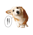 コーギー！！！（個別スタンプ：12）