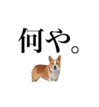 コーギー！！！（個別スタンプ：13）