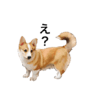 コーギー！！！（個別スタンプ：15）