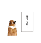 コーギー！！！（個別スタンプ：16）