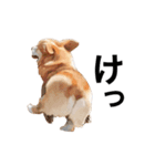 コーギー！！！（個別スタンプ：17）