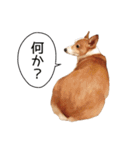 コーギー！！！（個別スタンプ：19）