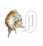 コーギー！！！（個別スタンプ：21）