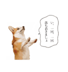 コーギー！！！（個別スタンプ：22）