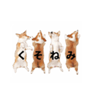 コーギー！！！（個別スタンプ：23）