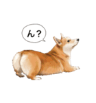 コーギー！！！（個別スタンプ：24）