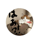 M家のにゃんこ達（個別スタンプ：1）