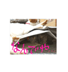 M家のにゃんこ達（個別スタンプ：6）