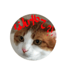 M家のにゃんこ達（個別スタンプ：8）
