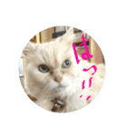 M家のにゃんこ達（個別スタンプ：9）
