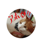 M家のにゃんこ達（個別スタンプ：12）