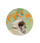 M家のにゃんこ達（個別スタンプ：13）