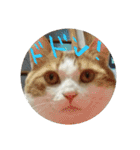 M家のにゃんこ達（個別スタンプ：15）