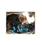 M家のにゃんこ達（個別スタンプ：20）