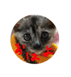 M家のにゃんこ達（個別スタンプ：24）