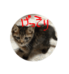M家のにゃんこ達（個別スタンプ：26）