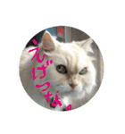 M家のにゃんこ達（個別スタンプ：28）