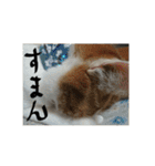 M家のにゃんこ達（個別スタンプ：31）