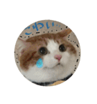M家のにゃんこ達（個別スタンプ：33）