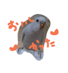 インコズ。（個別スタンプ：1）