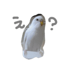 インコズ。（個別スタンプ：2）