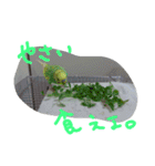 インコズ。（個別スタンプ：3）