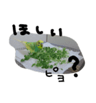 インコズ。（個別スタンプ：4）