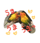 インコズ。（個別スタンプ：5）