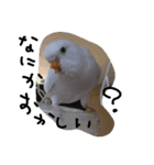 インコズ。（個別スタンプ：6）