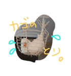 インコズ。（個別スタンプ：7）
