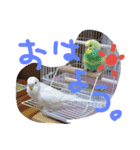 インコズ。（個別スタンプ：8）