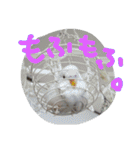 インコズ。（個別スタンプ：10）