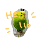 インコズ。（個別スタンプ：11）