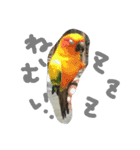 インコズ。（個別スタンプ：13）