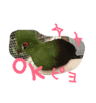 インコズ。（個別スタンプ：15）