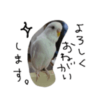 インコズ。（個別スタンプ：17）