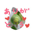 インコズ。（個別スタンプ：18）