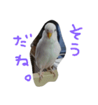 インコズ。（個別スタンプ：19）