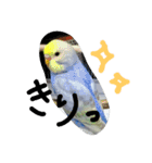 インコズ。（個別スタンプ：22）