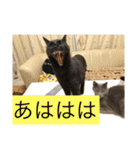 うちのにゃんこฅ^•ﻌ•^ฅ（個別スタンプ：1）