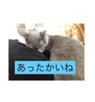 うちのにゃんこฅ^•ﻌ•^ฅ（個別スタンプ：2）