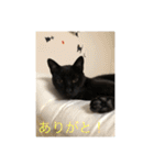 うちのにゃんこฅ^•ﻌ•^ฅ（個別スタンプ：4）