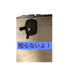 うちのにゃんこฅ^•ﻌ•^ฅ（個別スタンプ：6）
