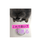 うちのにゃんこฅ^•ﻌ•^ฅ（個別スタンプ：7）