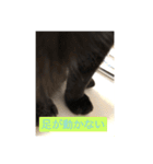 うちのにゃんこฅ^•ﻌ•^ฅ（個別スタンプ：9）