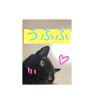 うちのにゃんこฅ^•ﻌ•^ฅ（個別スタンプ：10）