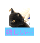 うちのにゃんこฅ^•ﻌ•^ฅ（個別スタンプ：11）